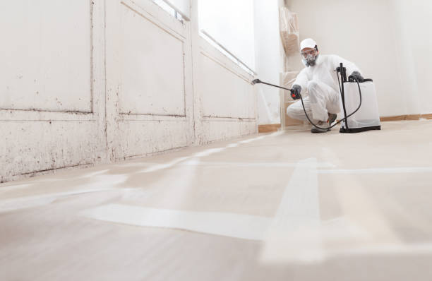 24/7 Emergency Attic Mold Removal experts in Lynnwood, WA