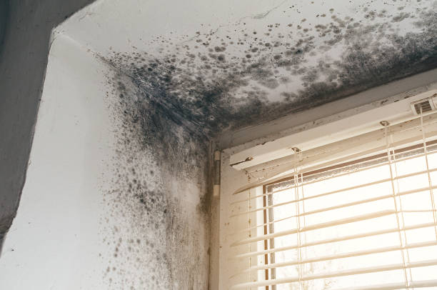 Trusted Mold Inspection service in Lynnwood, WA - Cheap Mold Removal